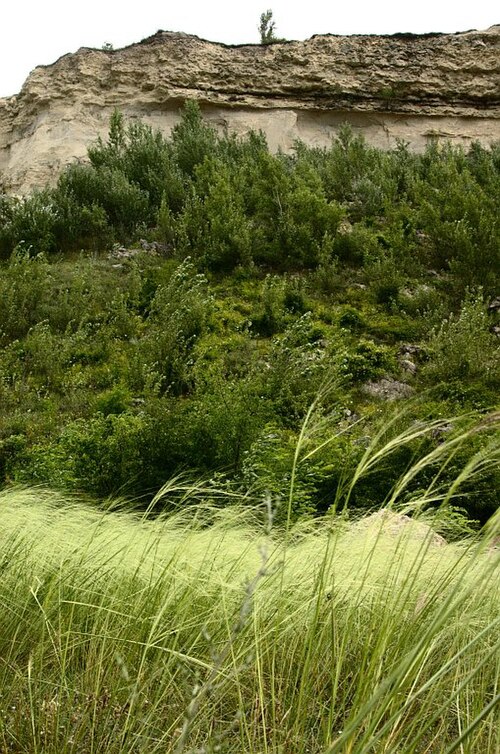 Орманды дала зонасы