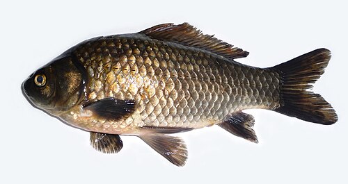 Балық шаруашылығы